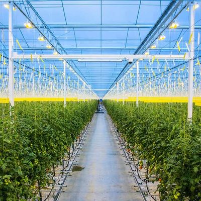 Ein guter Preis. Landwirtschaftliches galvanisiertes Stahlrahmen Solar-PV-Gewächshaus Online