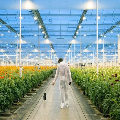 Ein guter Preis. Justierbares helles stützbares Stahlfilm-Gewächshaus-Sonnensystem Online